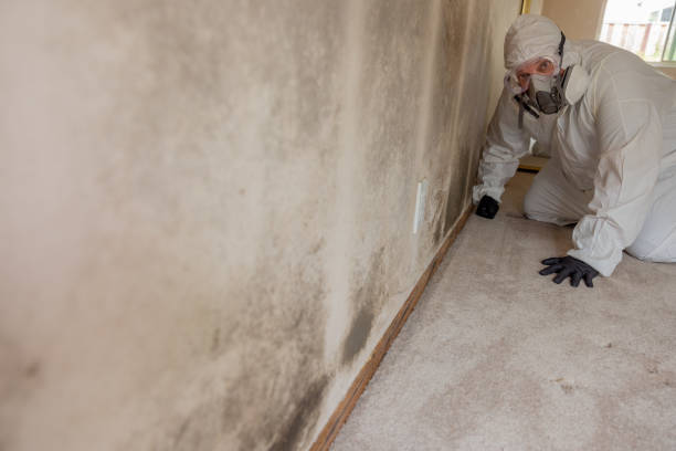 Best Industrial Mold Remediation  in Bellefonte, PA